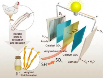 废鸡毛可制燃料电池膜